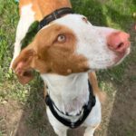 Podenco Ibicenco Raysha, 09/2020, ca. 70 cm, 42349 Wuppertal