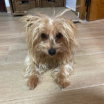 Yorkshire Terrier Rocky, 04/2020, ca. 25 cm