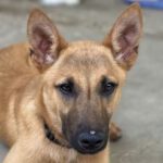 Malinois Mischling Romeo, 12/2022, Endgröße ca. 65 cm