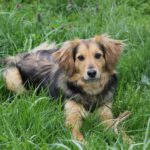 Mischling Roni, 11/2021, ca. 50 cm, 39288 Burg