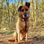 Schäferhund Santor, 08/2017, ca. 60 cm, 23795 Weede
