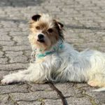 Mischling Sawyer, 02/2021, ca. 28 cm, 24632 Lentföhrden