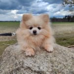 Pomeranian Tiffany, 02/2017, ca. 25 cm, 21244 Buchholz