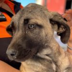 Mastin Mischling Venus, 12/2022, ca. 60 cm