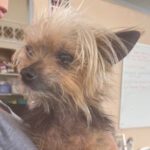 Yorkshire Terrier Yackie, 08/2012, ca. 20 cm