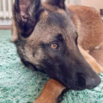 Malinois Zorro, 07.02.2022, 60 cm, 37154 Northeim