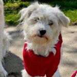 Malteser Mischling Alma, 04/2022, ca. 30 cm, 23896 Walksfelde