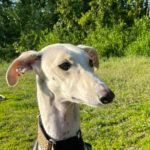Galgo Amelia, 03.2021, ca 63cm, 10559 Berlin