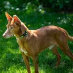 Podenco Amigo, 03/2016, ca. 50 cm, 59510 Lippetal-Herzfeld