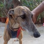 Galgo Español Angelina, ca. 2021, 63 cm