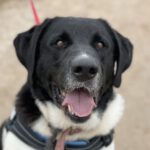 Mastin Labrador Mischling Anis, 08/2018, ca. 65 cm