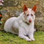 Podenco Ibicenco Cleo, 10/2017, ca. 65 cm, 47839 Krefeld