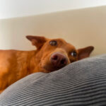 Podenco Coripa, ca. 11/ 2019, ca. 45 cm, 16515 Oranienburg