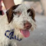 Mischling Daisy, 09/2022, ca. 38 cm