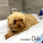 Mischling Dula, 04/2021,ca. 30 cm