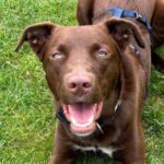 Podenco Mischling Elvis, 04/2022, ca. 63 cm, 12459 Berlin