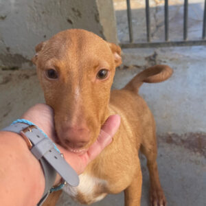 Podenco-Maneto Fabio, 02.2023, ca. 35cm