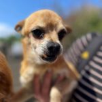 Chihuahua Fraggle, 05/2014, ca. 27 cm