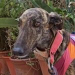 Galgo Español Ginebra, ca. 2021, 63 cm