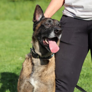 Malinois Hercules, 01/2018, ca. 60 cm