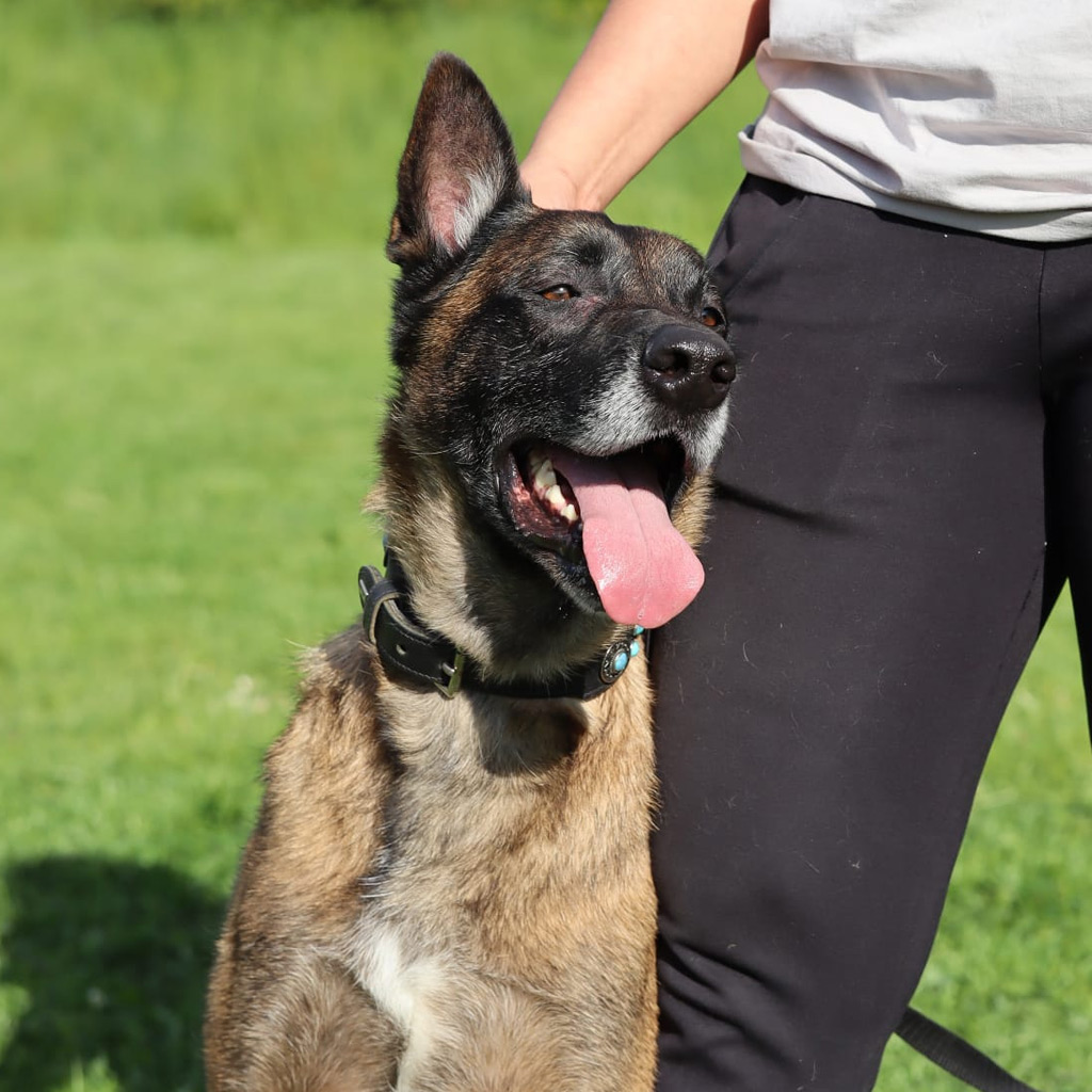Malinois Hercules, 01/2018, ca. 60 cm