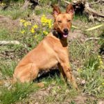 Podenco Kai, 07/2022, ca. 50 cm, 29410 Salzwedel
