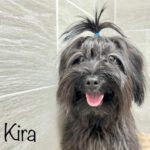 Bichon Kira, 06/2022, ca. 25 cm