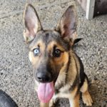 Schäferhund Mischling Lillith, 01/2023, ca. 60 cm