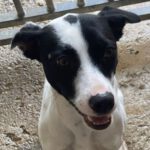 Bodeguero Mischling Lola, 03/2022, ca. 49 cm