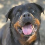 Rottweiler Lola, 03/2018, ca. 60 cm