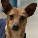 Pinscher-Mischling Lucy, 12/2021, ca. 37 cm