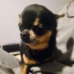 Chihuahua Marchito, 03/2015, ca. 20 cm