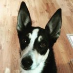 Husky-Mischling Max, 01/2021, ca. 48 cm, 01257 Dresden