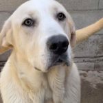 Mastin Oreo, 03/2021, ca. 65 cm