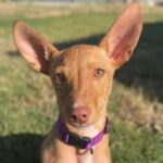 Podenco-Mischling Perica, 02/2023, Endgröße ca. 40 cm