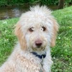 Golden Doodle Peter Pan, 12/2022, ca. 50 cm, 61381 Friedrichsdorf