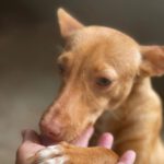 Podenco Rosita, 03/2022, ca. 33 cm