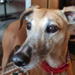 Galgo Sara, 11/2017, ca. 63 cm, 26629 Grossefehn