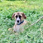 Mischling Serena, 12/2022, Endgröße ca. 65 cm, 19303 Dömitz