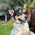 Bodeguero Mischling Simba, 04/2022, ca. 51 cm