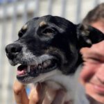 Bodeguero Mischling Suzy, 10/2022, ca. 40 cm