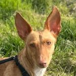 Podenco Vera, 03/2021, ca. 37 cm, 34281 Gudensberg