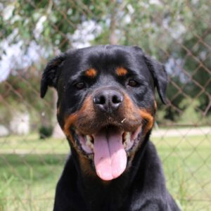 Rottweiler Aria, 06/2021, ca. 65 cm