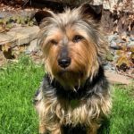Yorkshire Terrier Mischling Austin, 02/2021, ca. 30 cm, 61352 Bad Homburg