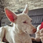 Podenco Blanca, 09/2019, ca. 40 cm, 13055 Berlin