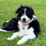 Mischling Candice, 04/2022, ca. 55 cm, 83627 Warngau