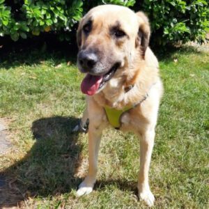 Labrador Schäferhund Mischling Carlos, 07/2019, 65 cm, 53229 Bonn