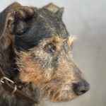 Dackel- Terrier Mischling Charlie, 01/2013, ca. 30 cm