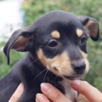 Pinscher Charlie, 02/2023, Endgröße ca. 30 cm