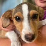 Mischling Cleo, 02/2023, Endgröße ca. 40 cm